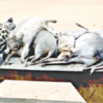 Why Nigeria’s endangered species