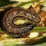 Holometabolous nature of Fall armyworm (Spodoptera frugiperda) The secret of its susceptibility to control