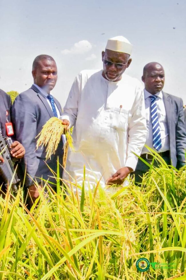 Dry season rice production