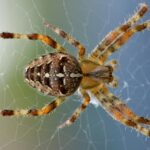 spider is an example of animals without blood
