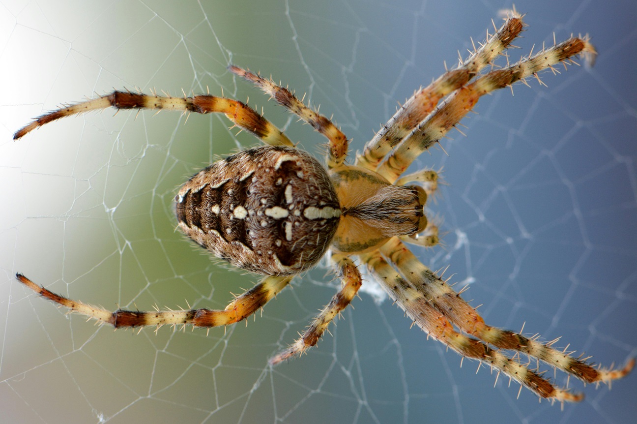 spider is an example of animals without blood