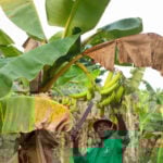 Agriculture