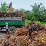 'Nigeria spends $600m annually on palm oil importation'