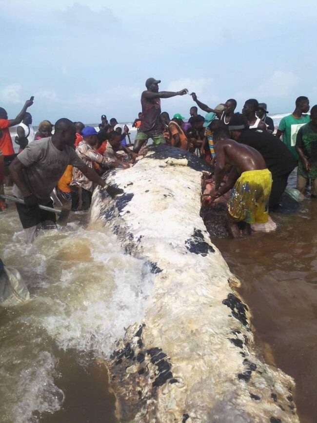 Stranded whale butchered for meat in Bayelsa