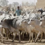 Ogun govt sets March 31 deadline for herders' Nigerians cautioned against politicising anti-open grazing bill