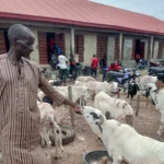 Sallah: People are not buying rams, Badagry ram sellers lament