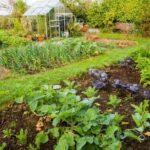 fruits you can cultivate in your backyard