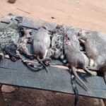 Illegal bushmeat trade