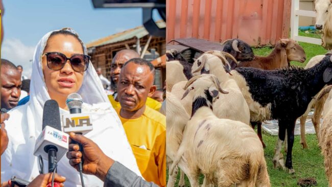 Senator Natasha distributes rams