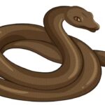 Python swallows woman whole in Indonesia