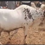 Sallah ram waiting for buyer in Kaduna