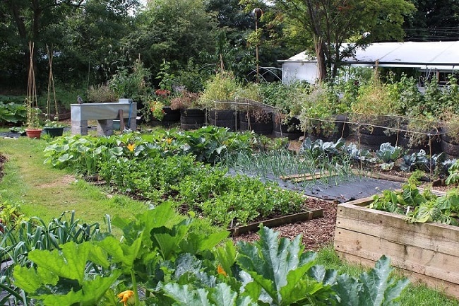 Food crops in your backyard, food crops