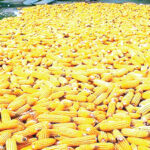 Farmers can plant TELA maize all year-round, record high yield- IAR ED