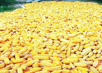Farmers can plant TELA maize all year-round, record high yield- IAR ED