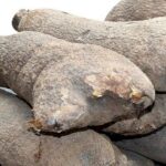 I stole two tubers of yam because of hunger, Man tells court