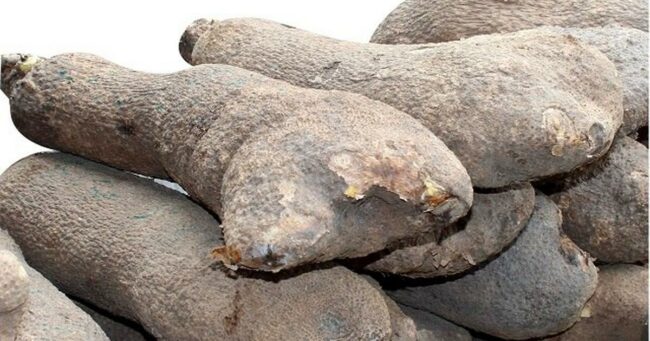 I stole two tubers of yam because of hunger, Man tells court
