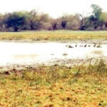 Jigawa Baturiya Game Reserve