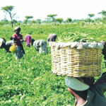 BENUE How insecurity levies creating leakages in Nigeria’s Food