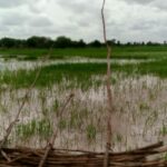 Over 1,000 persons displaced as flood sacks Sokoto communities