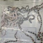 Man caught smuggling 100 live snakes in his trousers into Mainland China