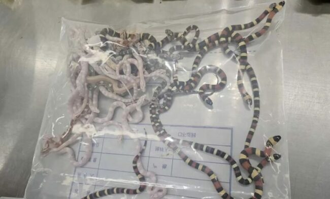 Man caught smuggling 100 live snakes in his trousers into Mainland China