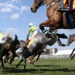 horse