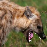 Jos: Hyena escapes wildlife park, panic in surrounding communities