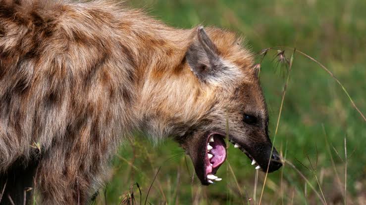 Jos: Hyena escapes wildlife park, panic in surrounding communities