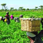 NIRSAL trains fish farmers, extension workers in Sokoto