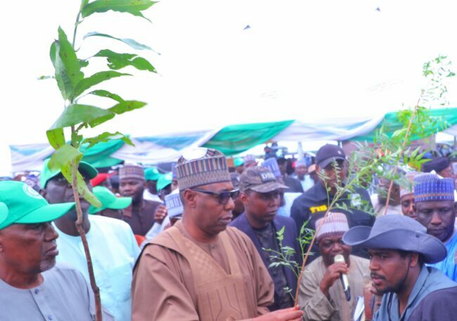 Borno govt plants 10m trees to fight desertification