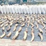 NEAP to fight illegal trade