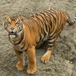 Woman hospitalised after tiger attack at Australian park