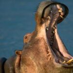 Hippopotamus kills guard at Emir of Yauri's orchard farm