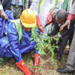 tree planting