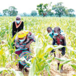 Nigeria’s agricultural productivity