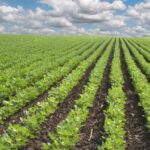 plant variety protection, Akwa Ibom LG boss records, Niger govt allocates 10,000 hectares for smallholder farmers under agricultural intervention, SAA AFAAS