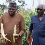 TELA maize