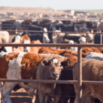 Livestock Ministry GDP, technology to boost livestock sector, Reasons livestock farmers should reduce Kogi govt to vaccinate domestic animals
