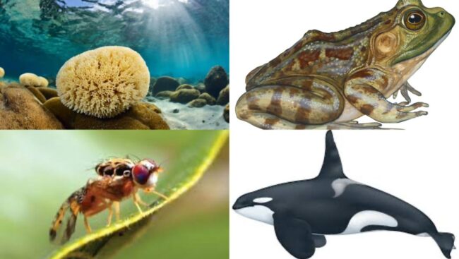 Animals that don't sleep
