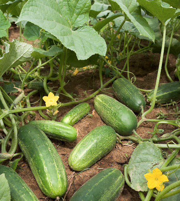 cucumber leaves
