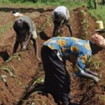 FG distributes inputs, SAfER loan: Oyo govt eases requirements for farmers