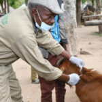 Kogi govt vaccinates over 200,000 livestock to combat anthrax
