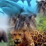 Animals with the strongest bite