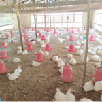 poultry farming among youths