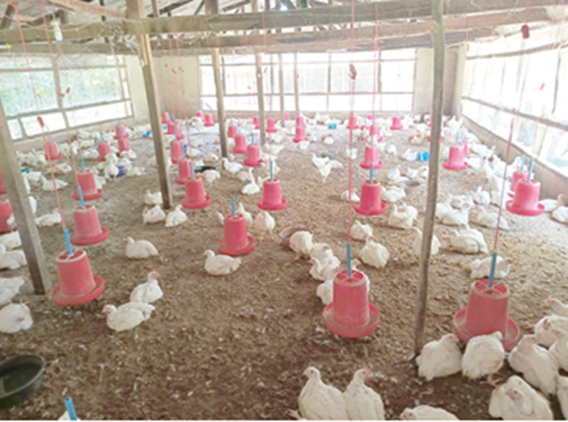 poultry farming among youths