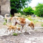 Chernobyl dogs
