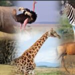 Animals found only in Africa