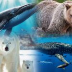 Biggest animals in the world