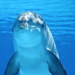 Dolphins