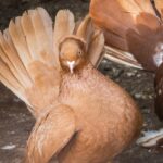 Fantail pigeon